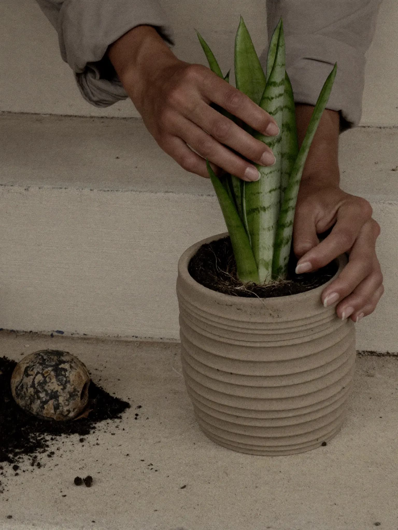 Hands settling a snake plant into a ribbed stoneware pot